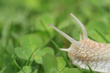 Snail. Helix pomatia.