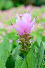 Fototapeta premium Closeup of Siam tulips