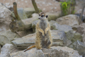Erdmännchen