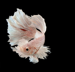 siamese fighting fish, betta splendens isolated on black backgro