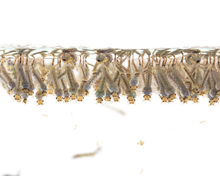 Close up a group of Mosquito pupae underwater