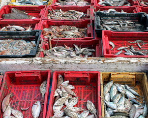 poissons fraîchement pêchés