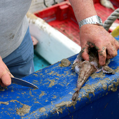 découpe du poisson frais par le pêcheur