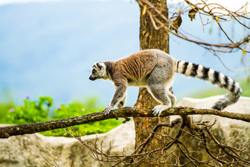 Lemur in nightsafari chiangmai Thailand