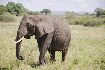 Naklejka na ściany i meble Elephant in Natoinal Park Tarangire Tanzania