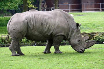 Fototapeta premium TIERE_1287_Breitmaulnashorn