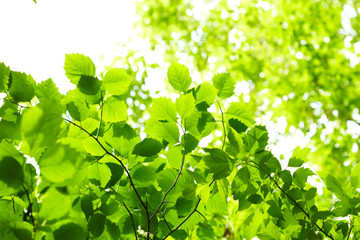 green leaves