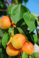 Apricots