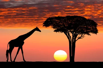 Zelfklevend Fotobehang African sunset © Alexey Protasov