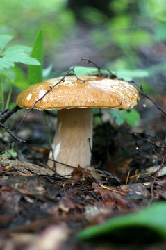 A huge mushroom in the forest