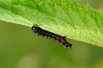 Caterpillar of map butterfly