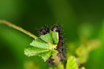 Caterpillars of map butterfly
