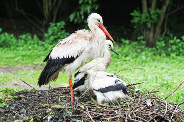 TIERE_1400_Weissstorch