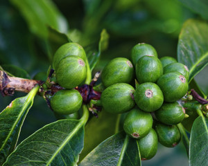 Coffee Berries