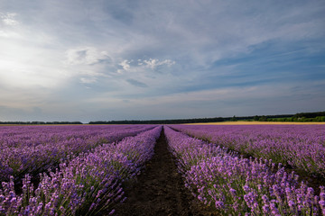 Fototapeta na wymiar Fields of Lavender daily view
