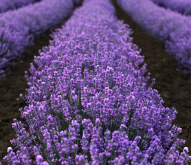 Lavender Field close up