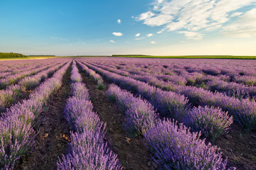 Naklejka na ściany i meble Fields of Lavender against the blue sky