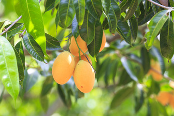 Marian plum or Maprang-tropical fruit in Thailand