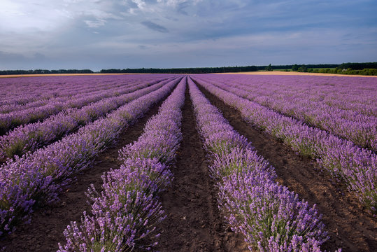 Fields of Lavender daily view