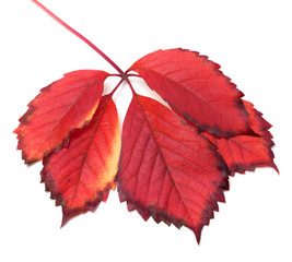 Red autumn leaf on white background