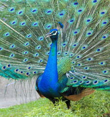 Obraz premium Peacock is showing its beautiful feathers 