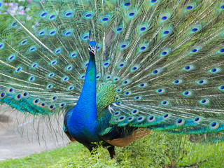 Obraz premium Peacock is showing its beautiful feathers 