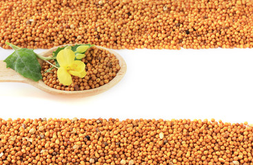 Mustard seeds with mustard flower isolated on white