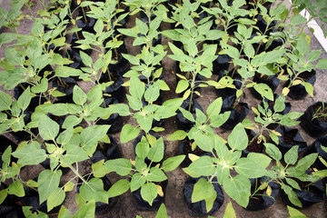 Seedling growing in the garden to the species.