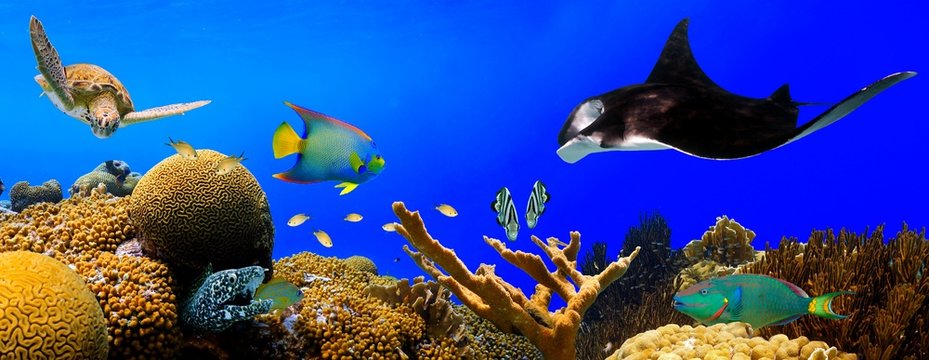 Fototapeta Underwater tropical reef panorama