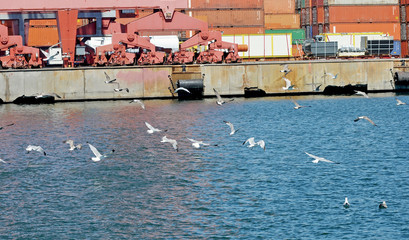 seagulls in the port