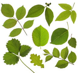 Naklejka na ściany i meble set of isolated green leaf