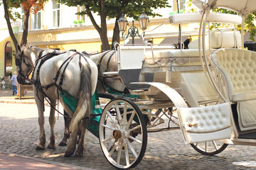 Horses drawn carriage on summer city street