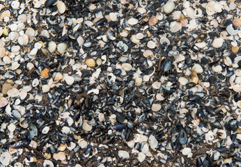 Sand and shells background