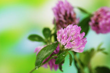 Clover flowers, outdoors