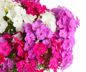 Beautiful bouquet of phlox isolated on white