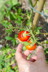 Picking ripe tomatoes