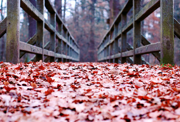 path covered with leaves