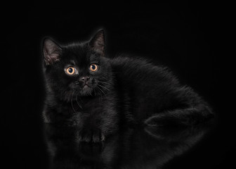 Black british kitten on black background