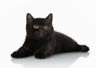 small black british kitten on white background