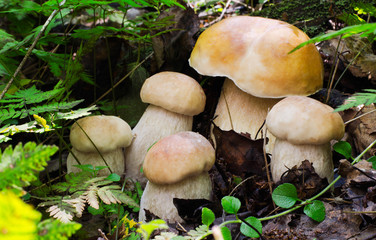 Boletus edulis