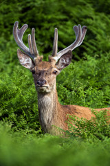 Red Deer in Bracken
