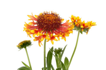Gaillardia flowers