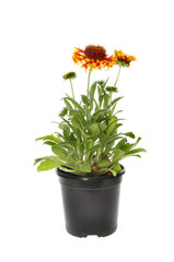Gaillardia plant