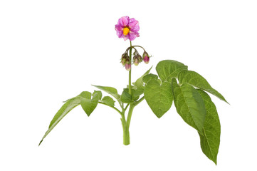Potato flower and leaves