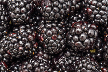 Blackberries Close Up