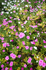Catharanthus roseus garden.