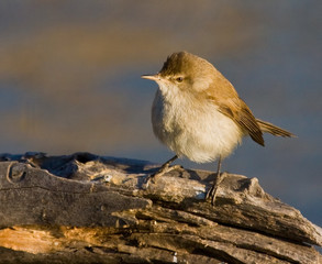 Cape reed warbler sitting on wood on pond