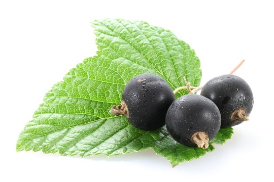 Schwarze Johannisbeeren isoliert auf wei&szlig;em Hintergrund