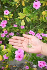 Seed of Catharanthus roseus in hand.