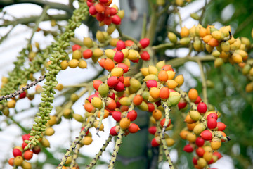 Areca catechu tree in the garden.